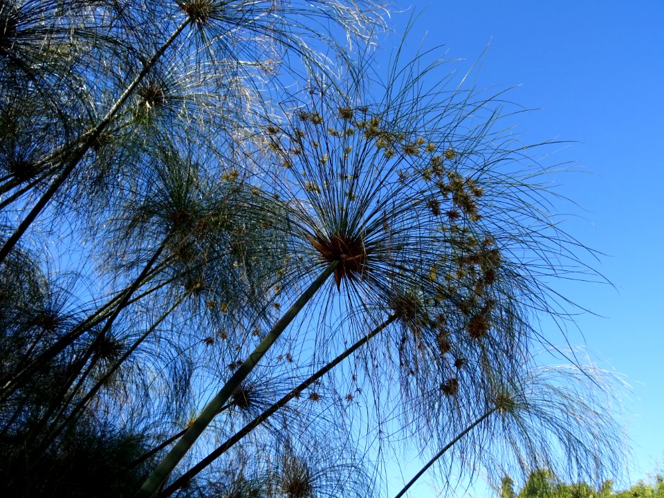 Papyrus du Nil, Cyperus papyrus, Cyperacées 