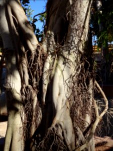 Caoutchouc, Ficus elastica, Moracées. Originaire d'Asie 