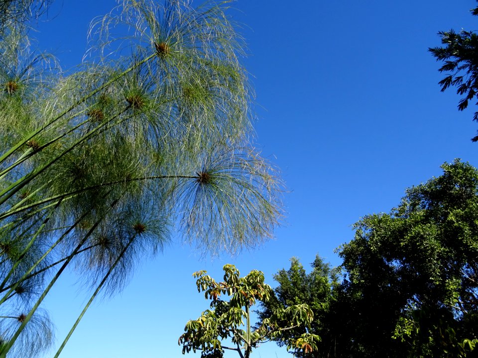 Papyrus du Nil, Cyperus papyrus, Cyperacées 