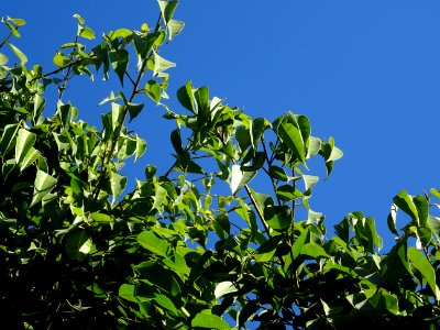 Ficus sabre, Ficus binnendijkii, Moracées. Originaire d'In… 
