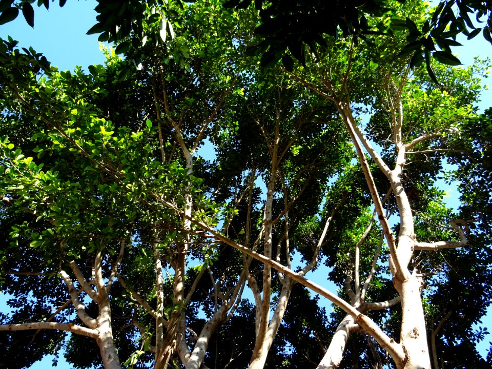 Caoutchouc, Ficus elastica, Moracées. Originaire d'Asie 