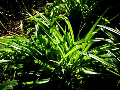 Bilbergie penchée, Billbergia nutans, Broméliacées. Origin… 