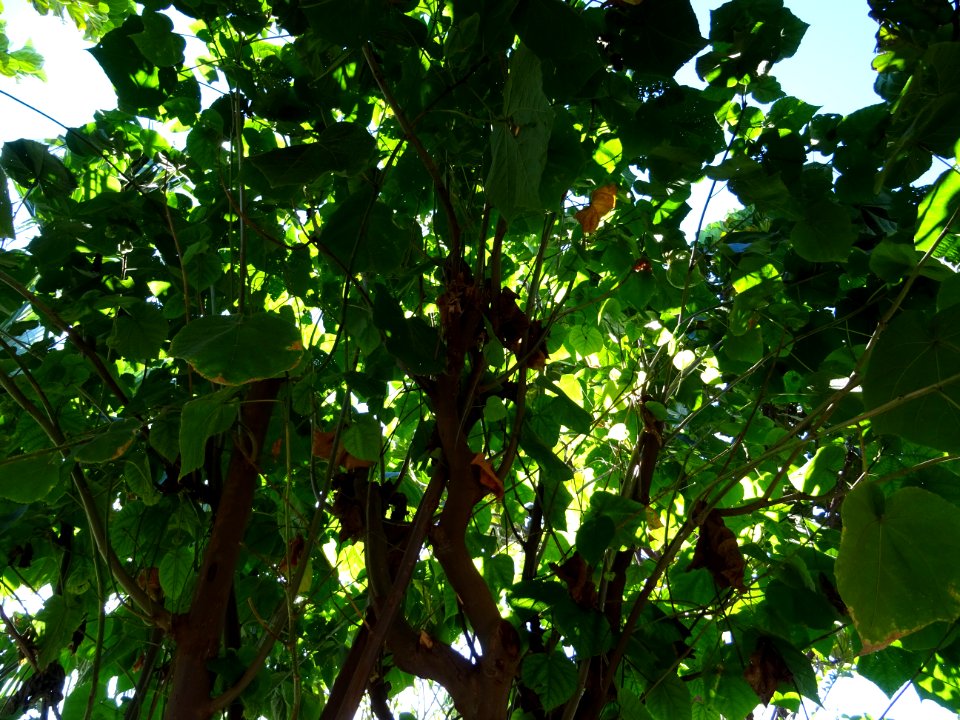 Dombeya, Dombeya wallichii, Sterculiacées. Originaire de M… 
