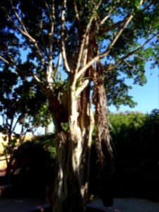 Caoutchouc, Ficus elastica, Moracées. Originaire d'Asie 