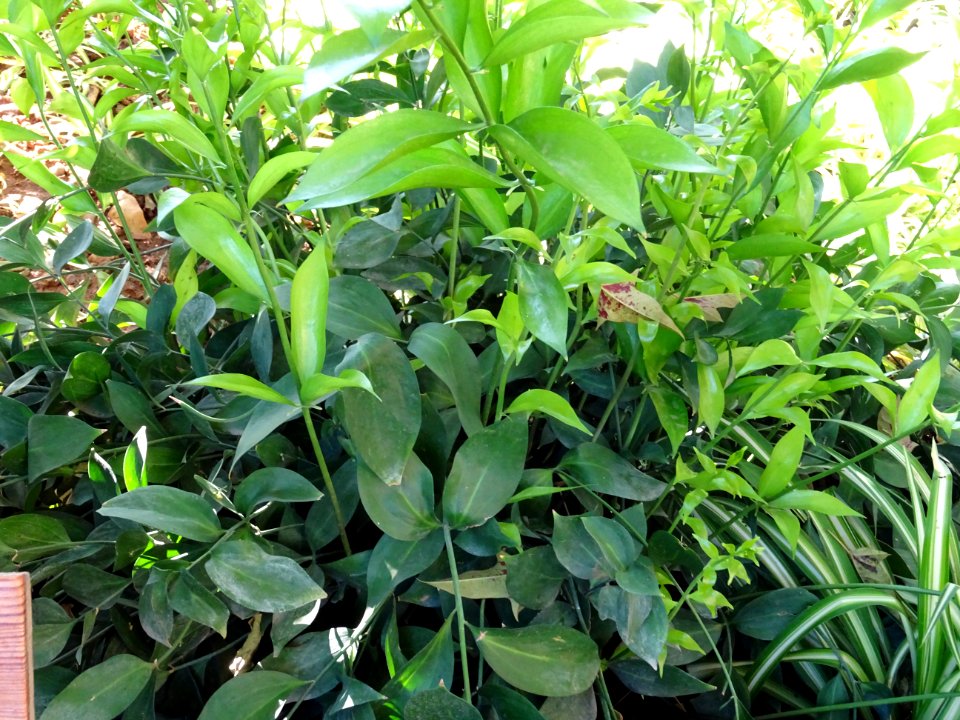 Petit houx, Ruscus hypoglossum, Asparagacées (ex/Liliacées… 