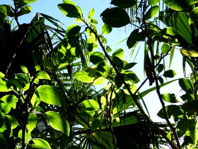 Trompette du jugement, Brugmansia arborea hybride blanc, S… 