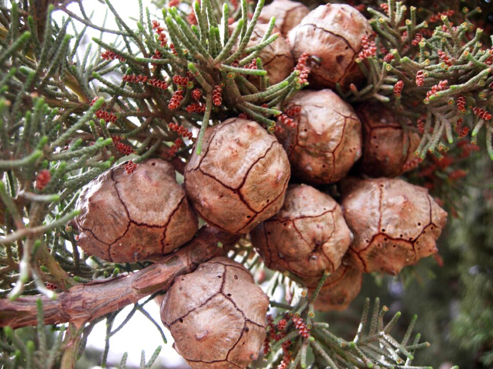 Nature tree thorns