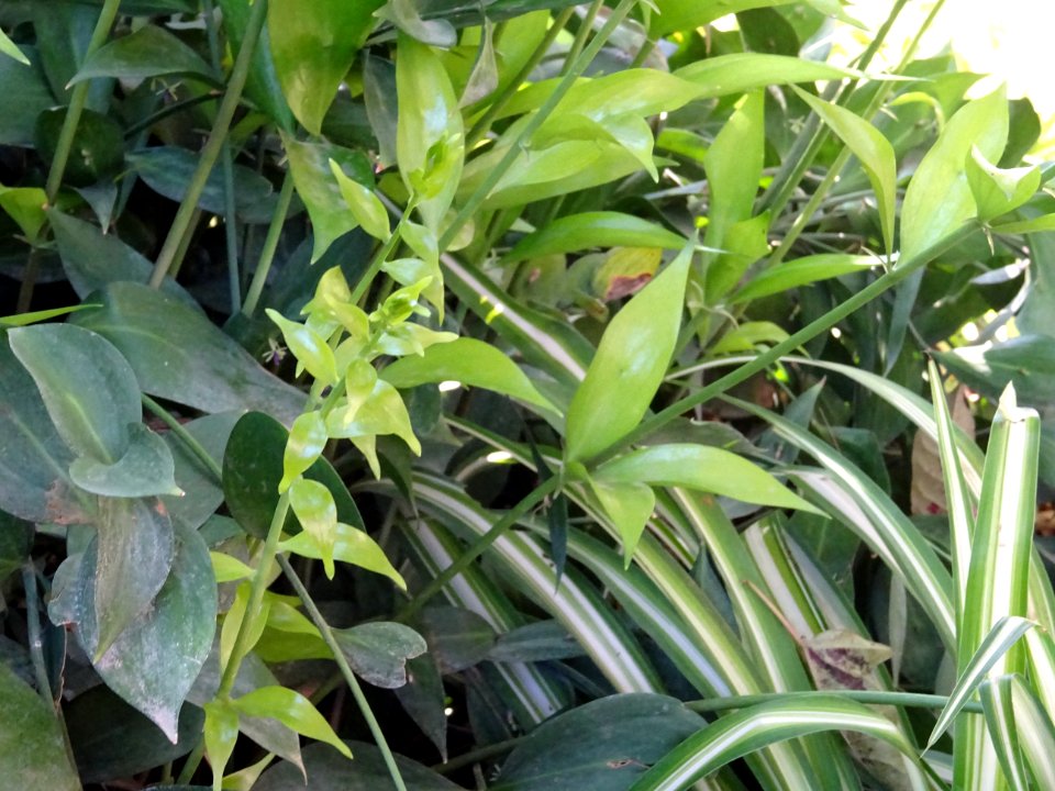 Petit houx, Ruscus hypoglossum, Asparagacées (ex/Liliacées… 