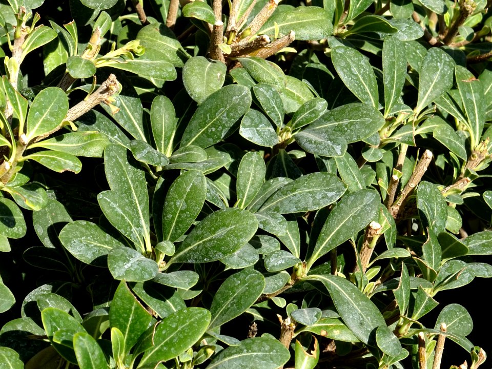 Arbre des Hottentots ou Pittospore du Japon, Pittosporum t… 
