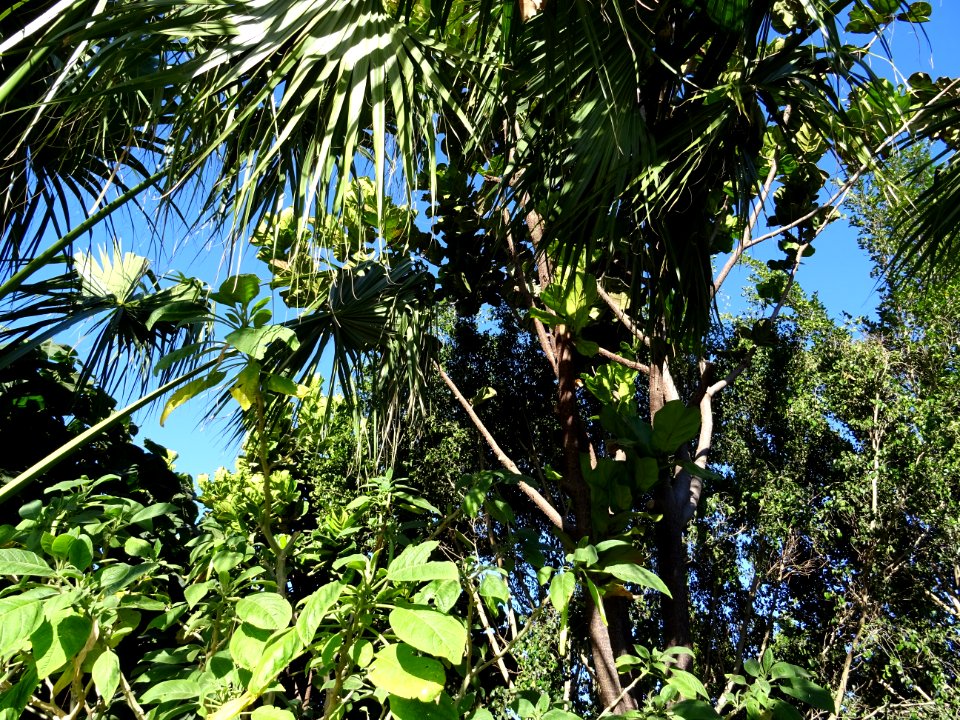 Jardin botanique, Croco parc, Agadir 