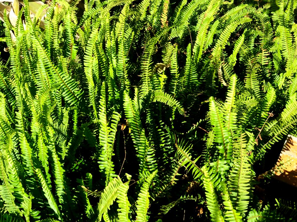 Fougère de Boston ou Nephrolepis, Nephrolepis exaltata, Dr… 
