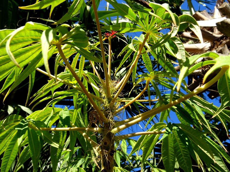 Arbre corail ou Médicinier, Jatropha multifida, Euphorbiac… 