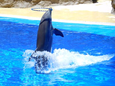 Water park stunts show