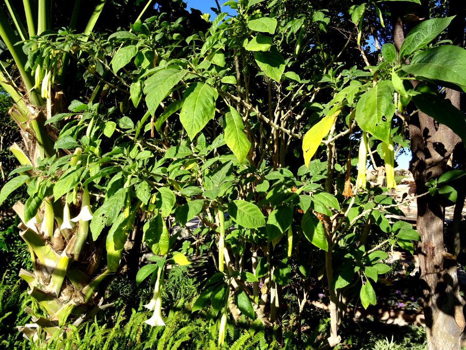 Trompette du jugement, Brugmansia arborea hybride blanc, S… 