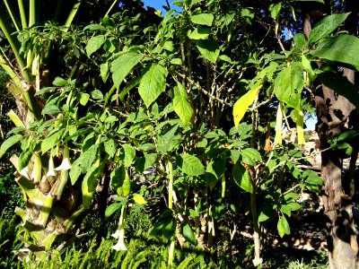 Trompette du jugement, Brugmansia arborea hybride blanc, S… 