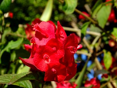 Chapeau chinois écarlate, Holmskioldia sanguinea, Verbenac… 