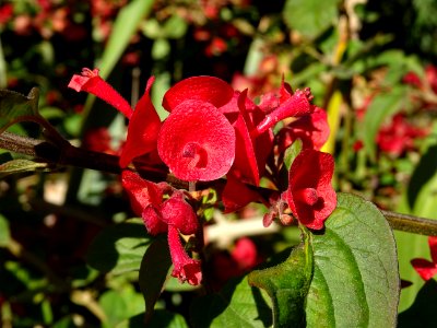 Chapeau chinois écarlate, Holmskioldia sanguinea, Verbenac… 