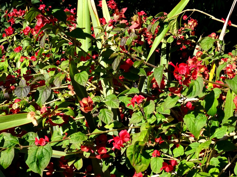 Chapeau chinois écarlate, Holmskioldia sanguinea, Verbenac… 