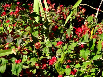 Chapeau chinois écarlate, Holmskioldia sanguinea, Verbenac… 