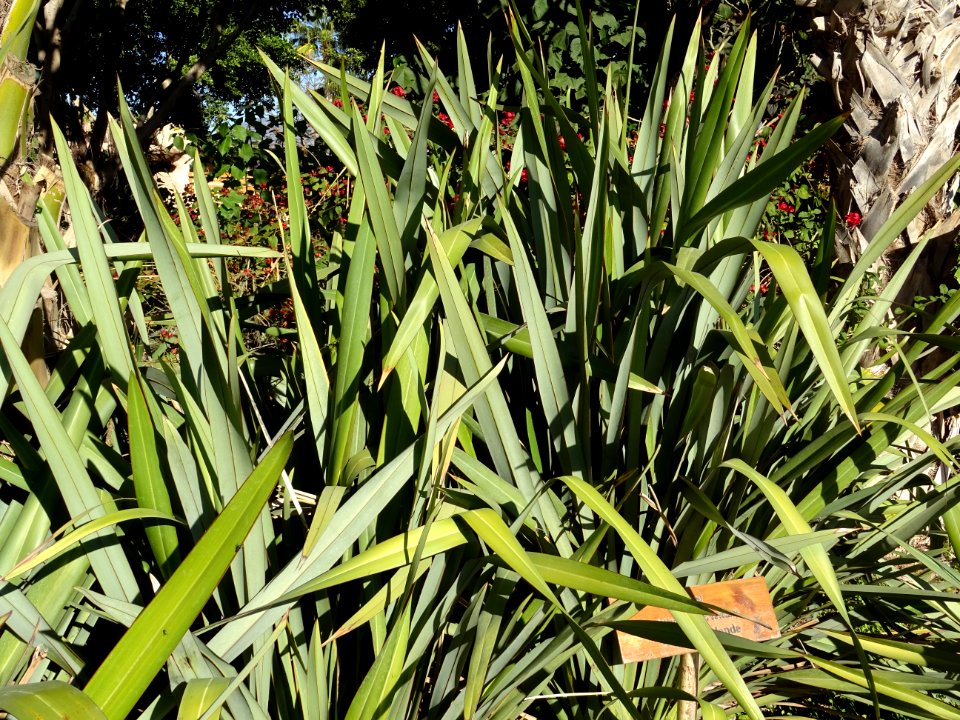 Lin de Nouvelle Zélande, Phormium tenax, Agavacées. Origin… 