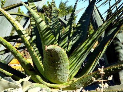 Aloès du Cap, Aloe ferox, Aloeacées. Originaire d'Afrique … 