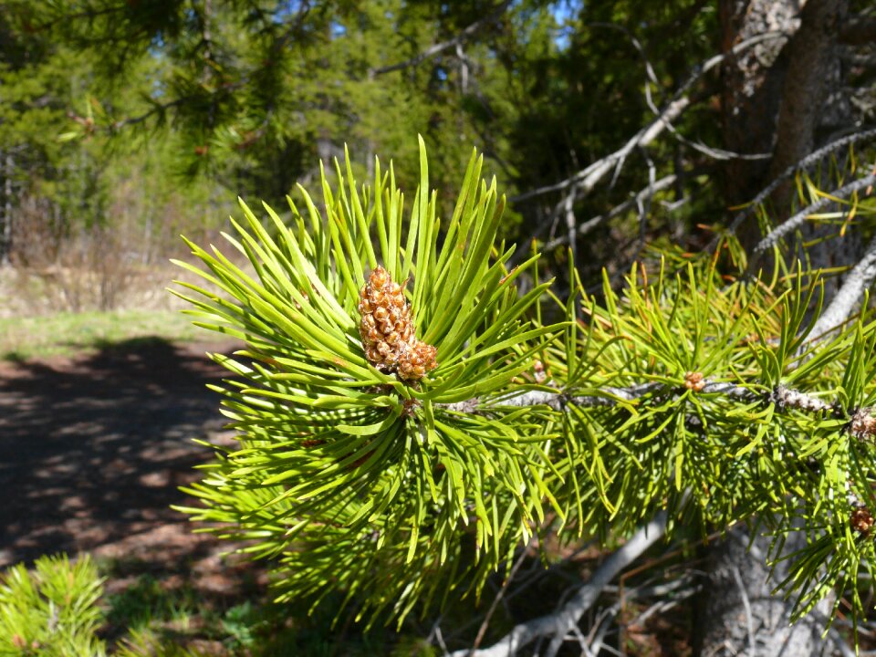 Conifer fir tree nature