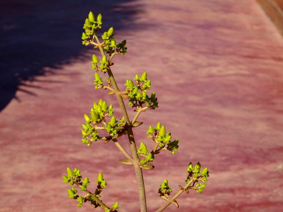 Kalanchoe hildebrandtii, Kalanchoe hildebrandtii, Crassula… 
