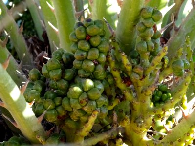 Fruits du Palmier nain bleu, Chamaerops humilis cerifera, … 
