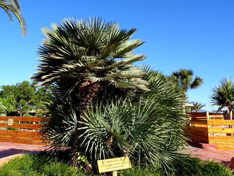 Palmier nain bleu, Chamaerops humilis cerifera, Arecacées.… 