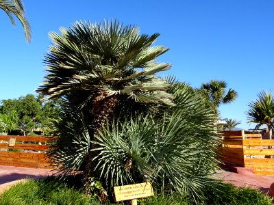 Palmier nain bleu, Chamaerops humilis cerifera, Arecacées.… 