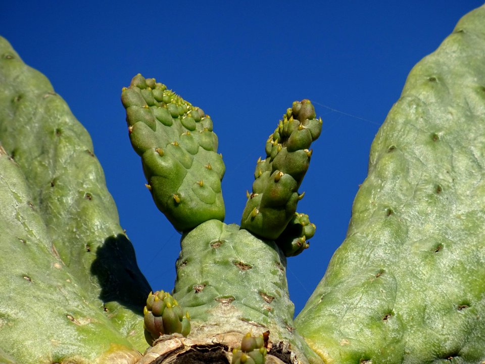 Cactus raquette, Opuntia consolea, Cactacées. Originaire d… 