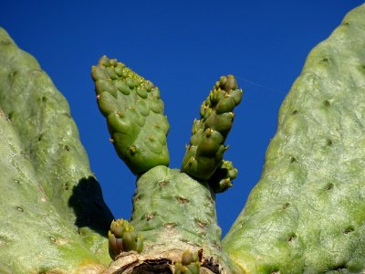 Cactus raquette, Opuntia consolea, Cactacées. Originaire d… 