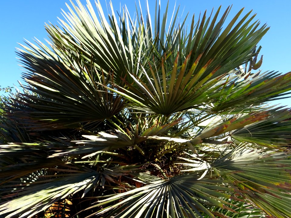 Palmier nain bleu, Chamaerops humilis cerifera, Arecacées.… 