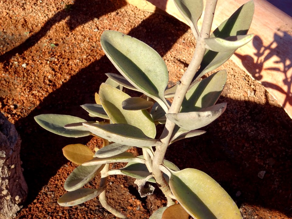 Kalanchoe hildebrandtii, Kalanchoe hildebrandtii, Crassula… 