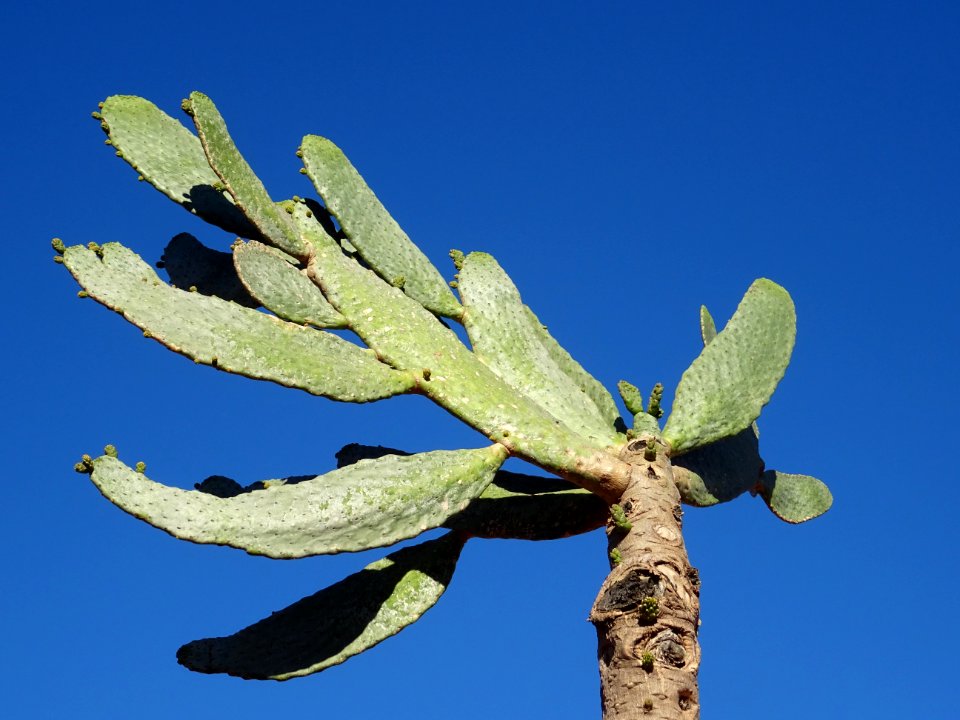 Cactus raquette, Opuntia consolea, Cactacées. Originaire d… 