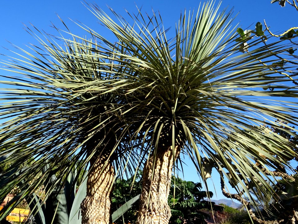Yucca rostrata, Yucca rostrata, Agavacées. Originaire d'Am… 