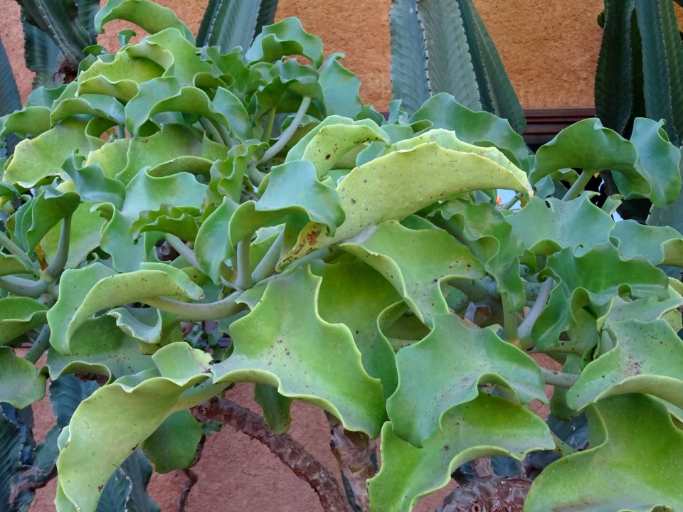 Kalanchoé de Behara, ou Kalanchoé à oreilles d'éléphant, K… 
