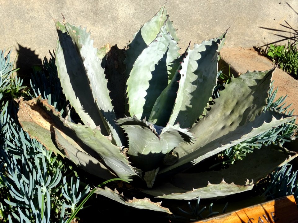 Butterfly Agave, Agave potatorum, Agavacées. Originaire du… 