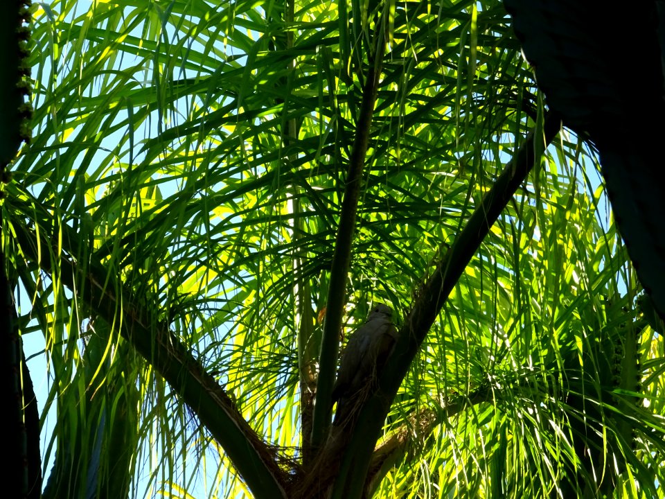 Cocotier plumeux, Syagrus romanzoffiana, Arécacées. Origin… 