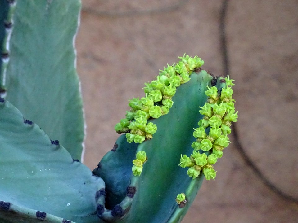 Euphorbe candélabre, Euphorbia candelabrum, Euphorbiacées.… 