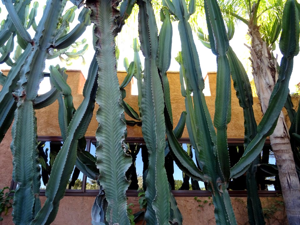 Euphorbe candélabre, Euphorbia candelabrum, Euphorbiacées.… 