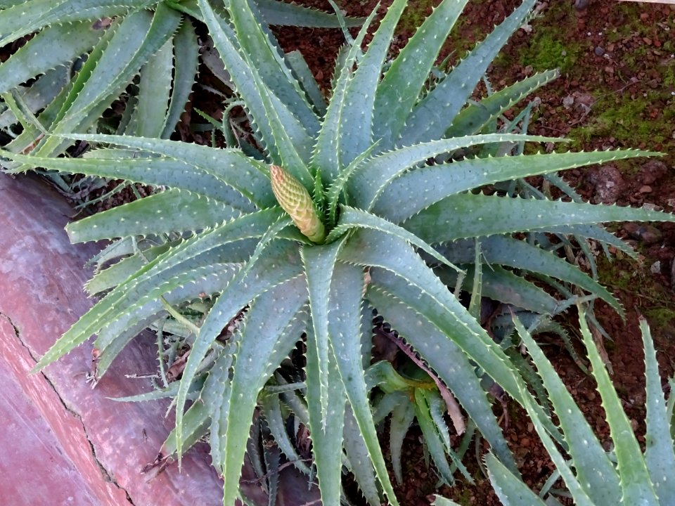 Aloès arborescent, Aloe arborescens, Aloeacées. Originaire… 