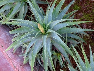 Aloès arborescent, Aloe arborescens, Aloeacées. Originaire… 