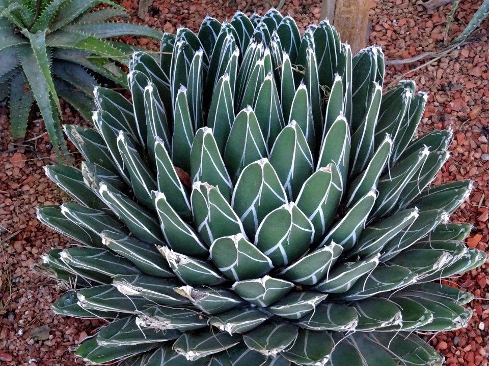 Agave de la Reine Victoria, Agave victoriae-reginae, Agava… 