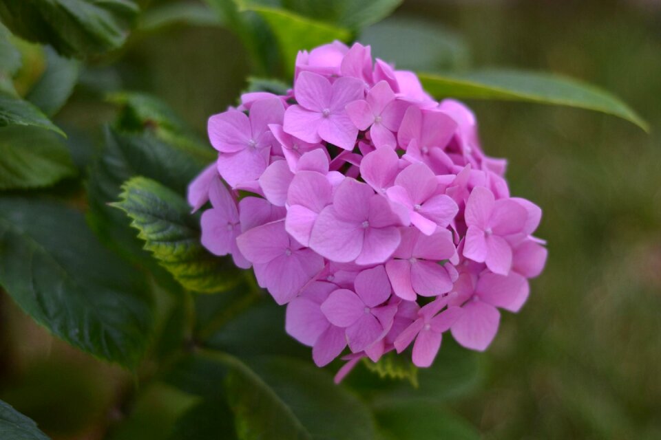 Iftar close-up pink