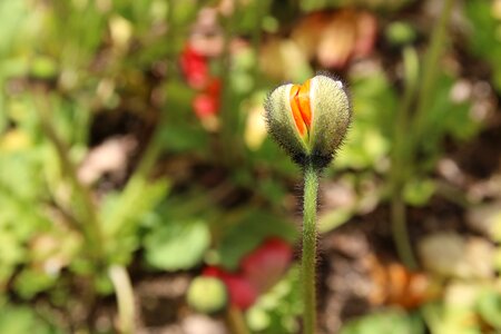 Nature plants flowers