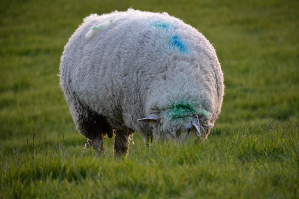 Sheep on dyke wool elbe