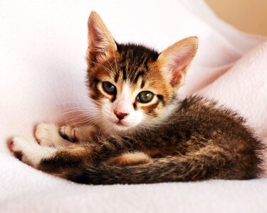 Kitten feline look cute photo