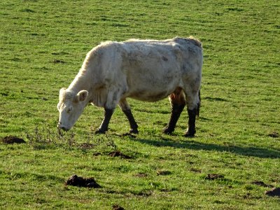 Une vache aux pieds bien crottés 