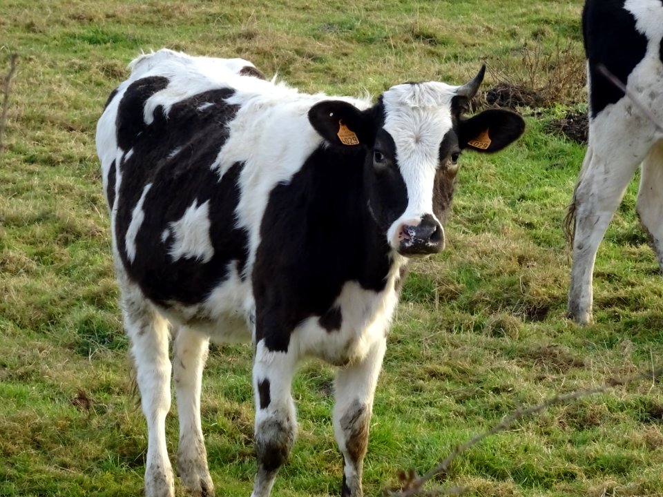 Une vache curieuse et sympathique, avant Gaillefontaine, S… 